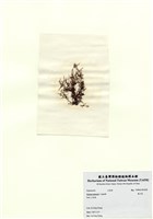 藏品(巢沙菜)的圖片